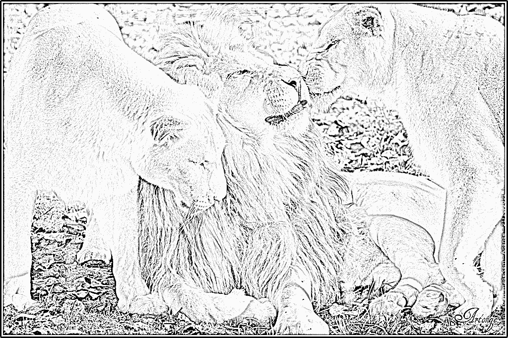 White Lion coloring #2, Download drawings