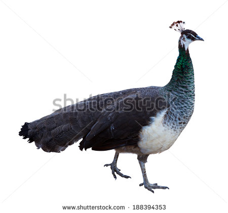 White Peafowl clipart #6, Download drawings