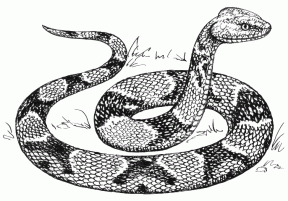 White Python clipart #20, Download drawings