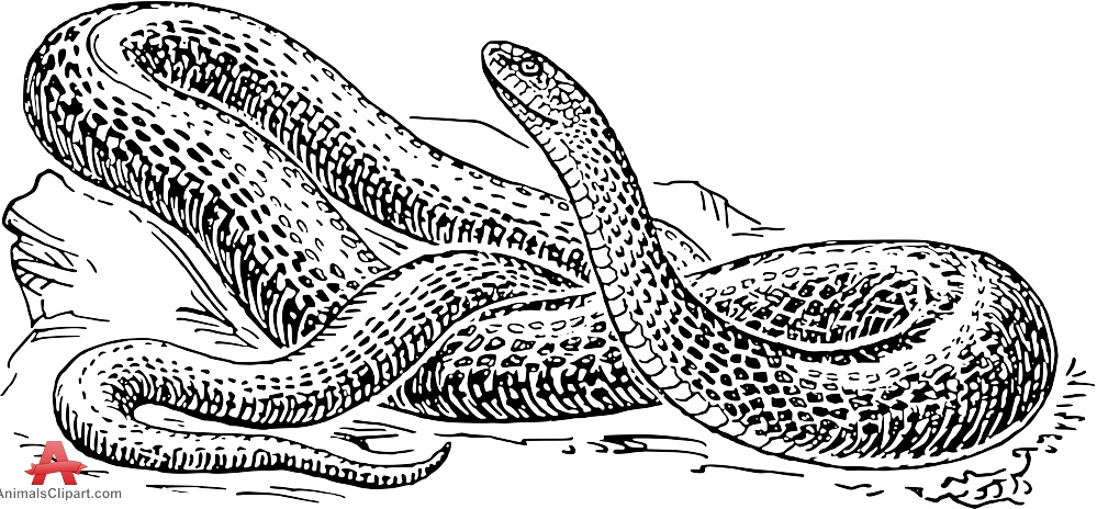 White Python clipart #5, Download drawings