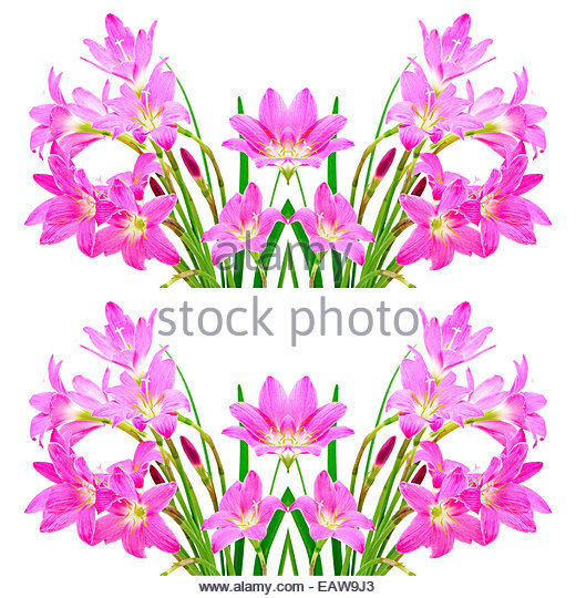 White Rain Lily clipart #6, Download drawings