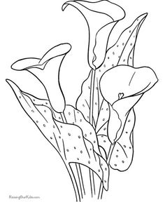 White Rain Lily coloring #15, Download drawings