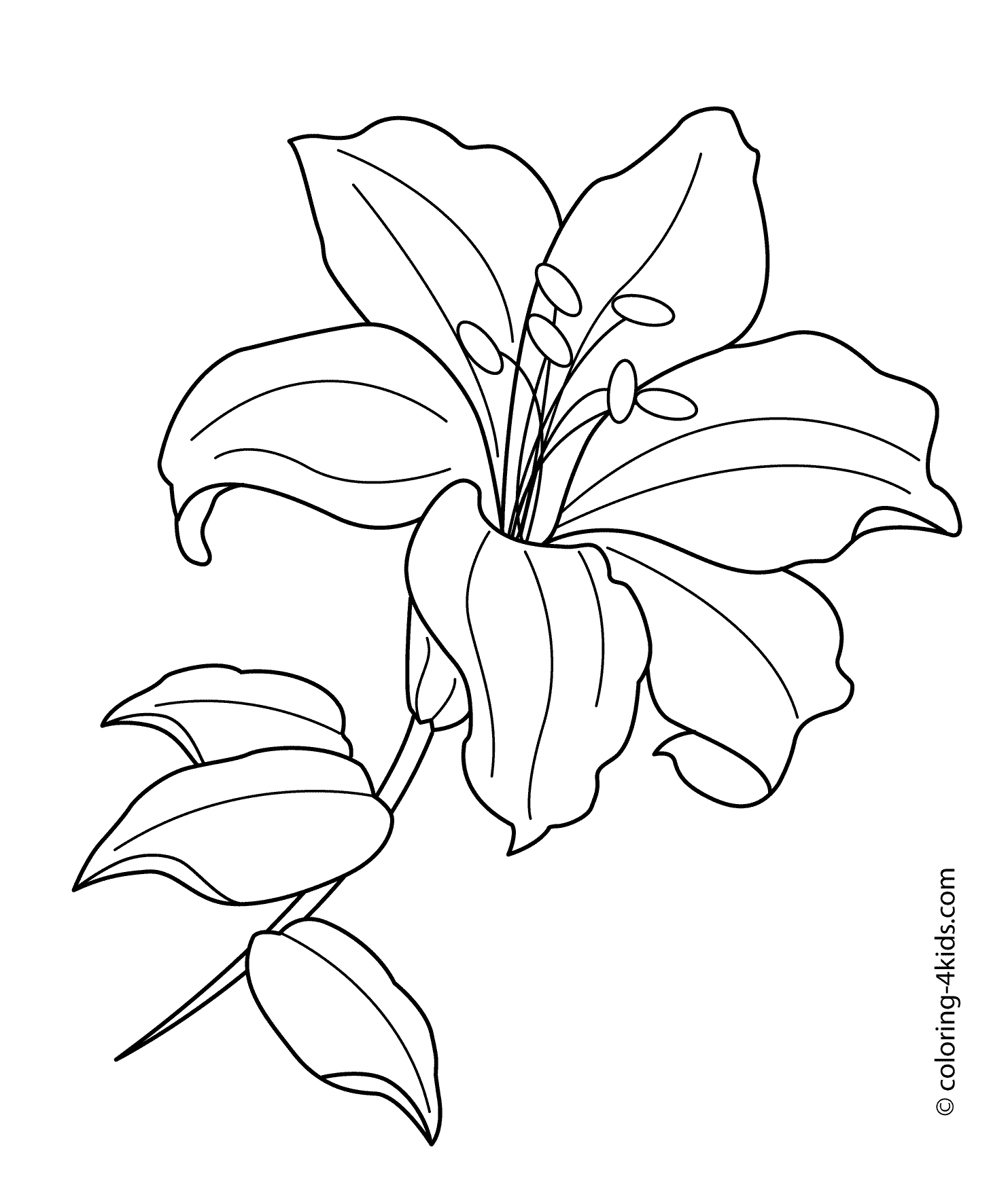White Rain Lily coloring #14, Download drawings