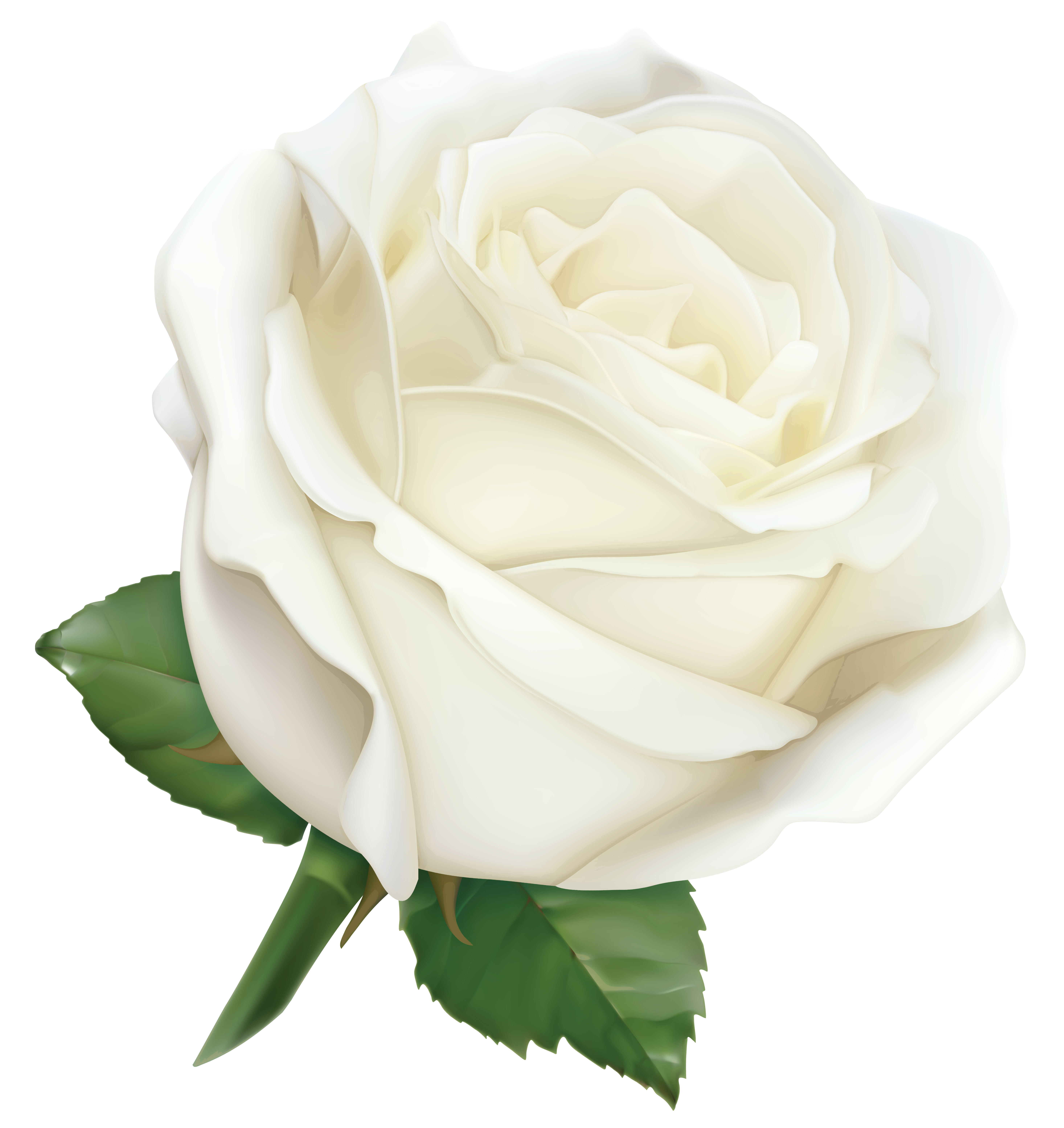 White Rose clipart #5, Download drawings