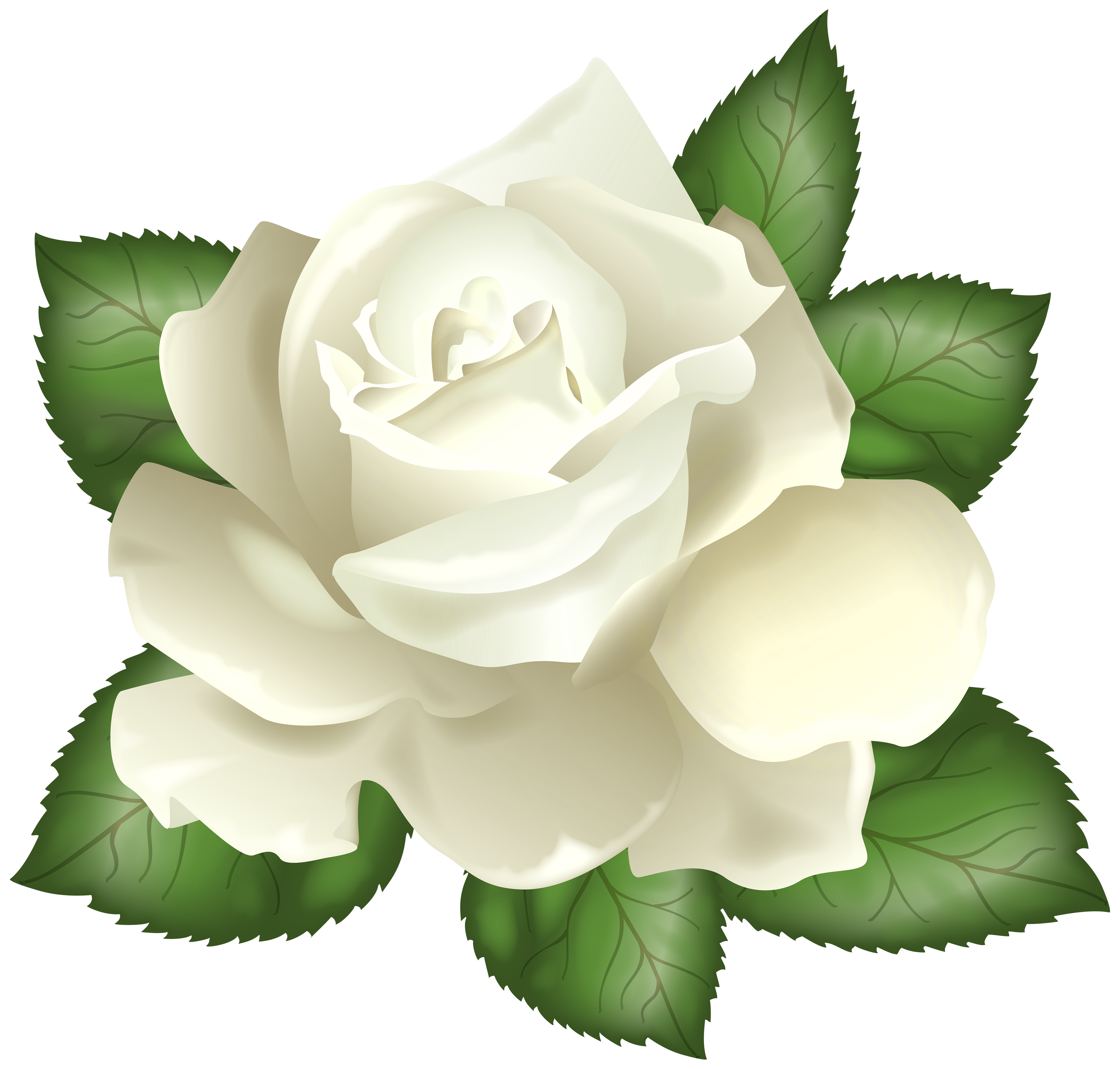 White Rose clipart #2, Download drawings