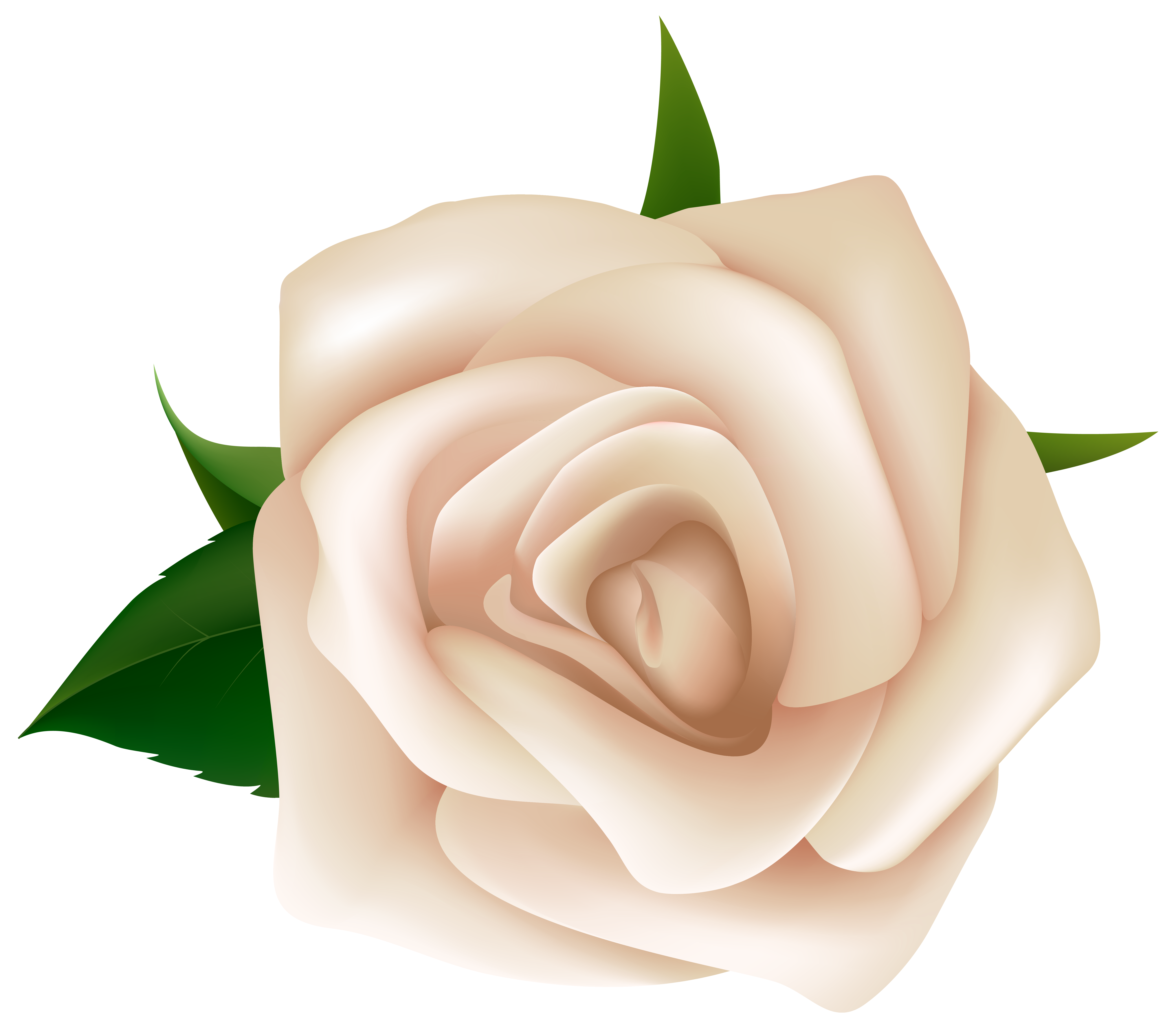 White Rose clipart #3, Download drawings