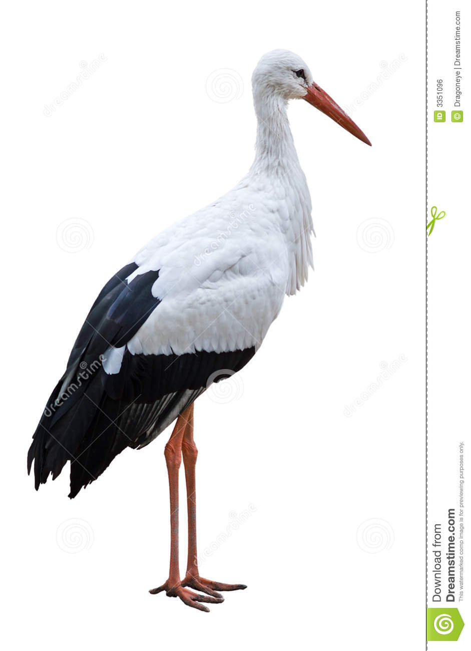 White Stork clipart #15, Download drawings