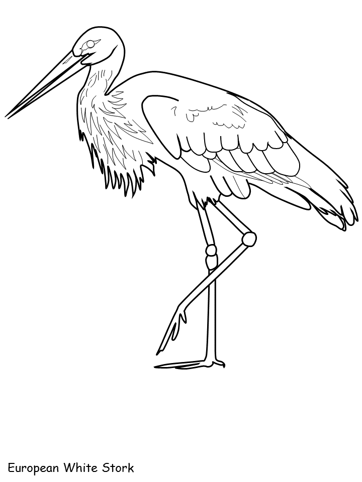 White Stork coloring #15, Download drawings