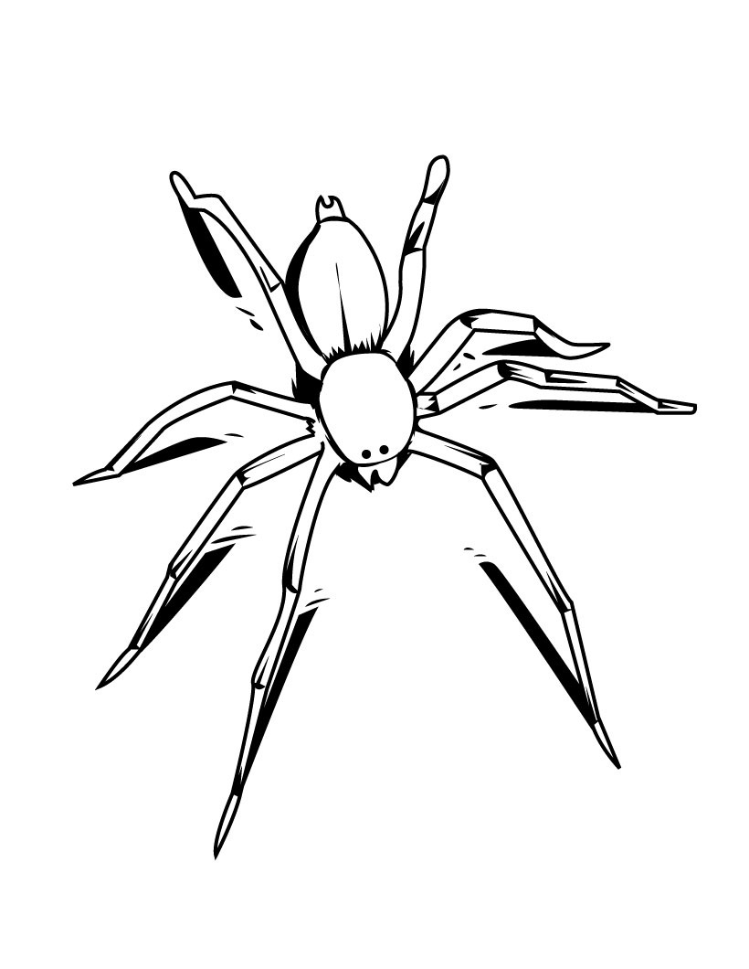 Wolf Spider coloring #5, Download drawings