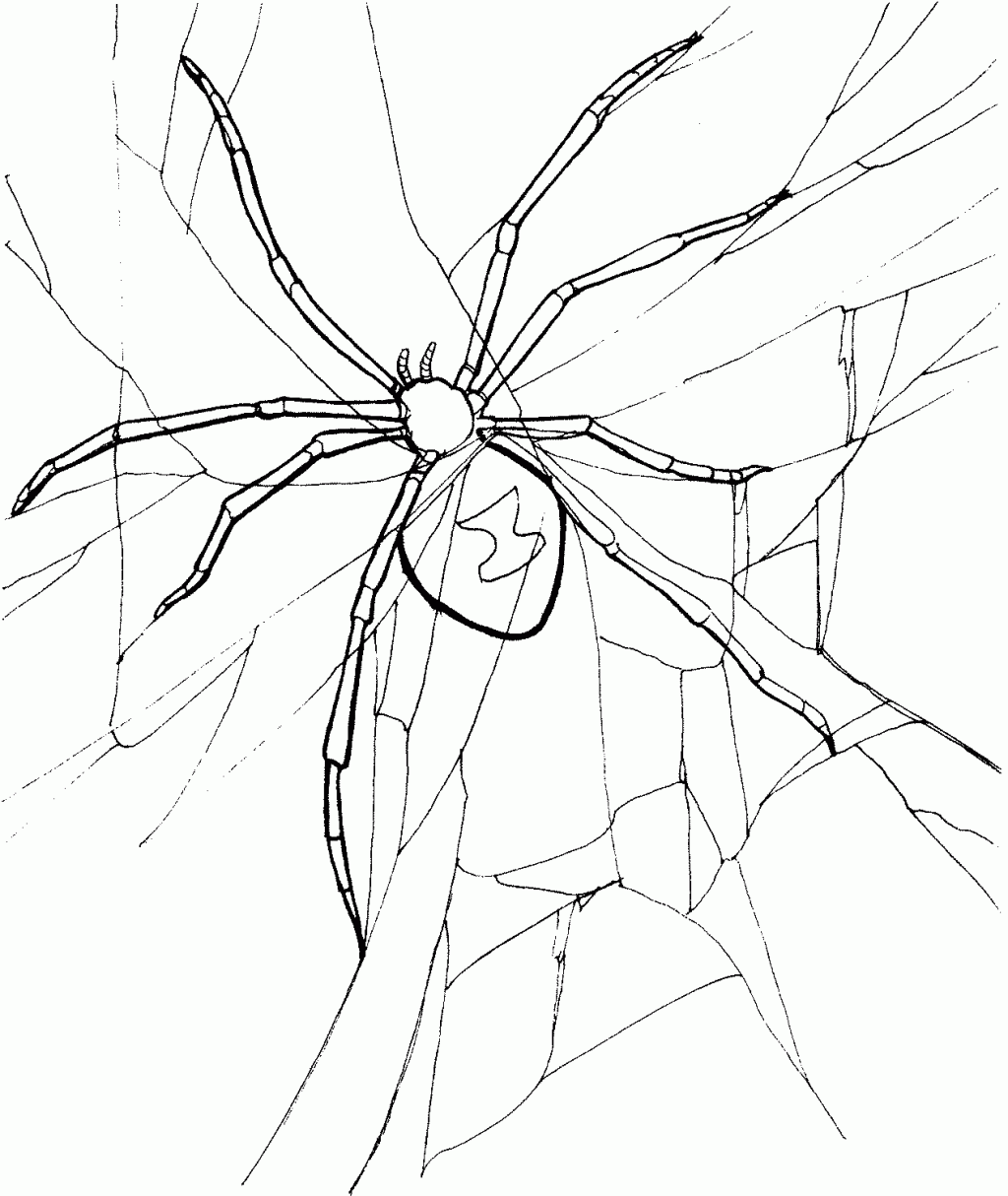 Wolf Spider coloring #17, Download drawings