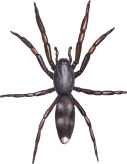 White Tail Spider coloring #13, Download drawings