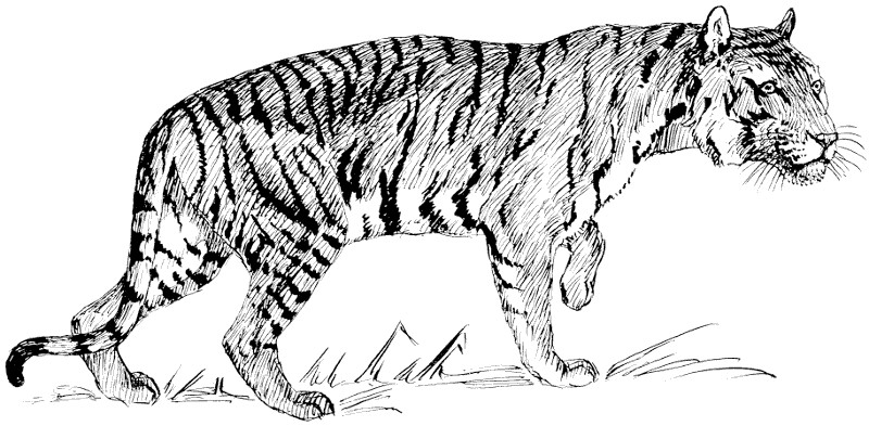 White Tiger clipart #11, Download drawings