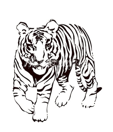 White Tiger clipart #2, Download drawings