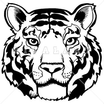 White Tiger clipart #4, Download drawings