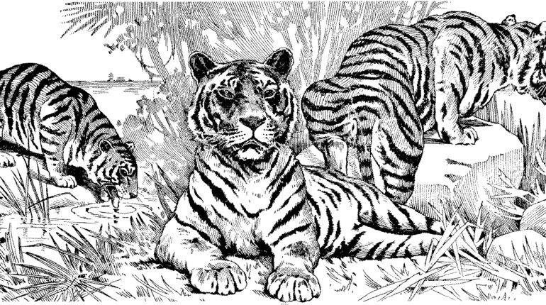 White Tiger coloring #20, Download drawings