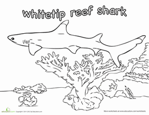 White Tipped Reef Shark coloring #19, Download drawings