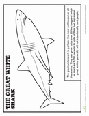 White Tipped Reef Shark coloring #10, Download drawings