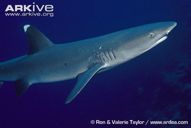 White Tipped Reef Shark svg #14, Download drawings