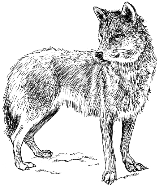 White Wolf clipart #2, Download drawings
