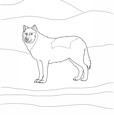 White Wolf coloring #7, Download drawings