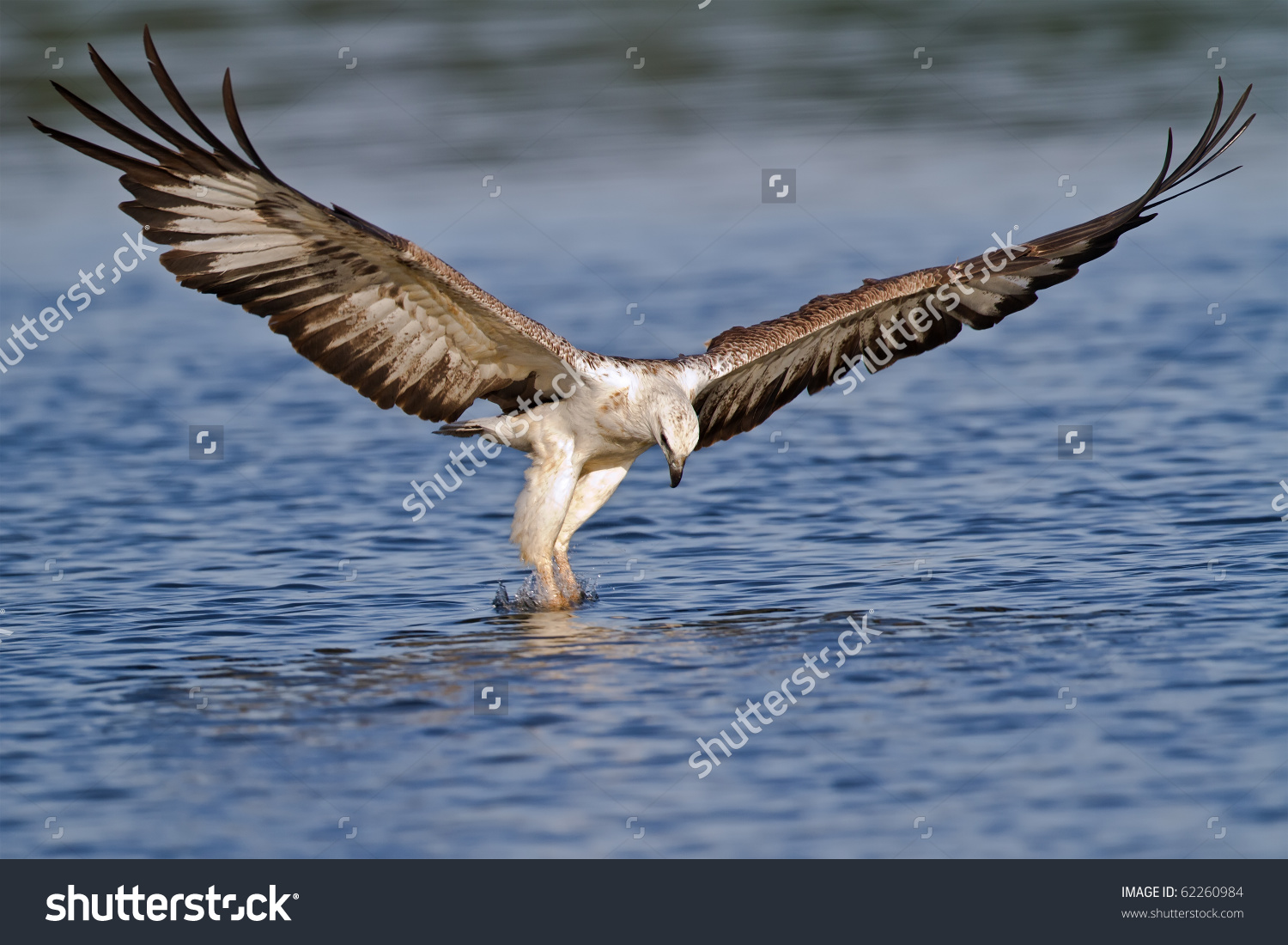 White-bellied Sea Eagle clipart #16, Download drawings