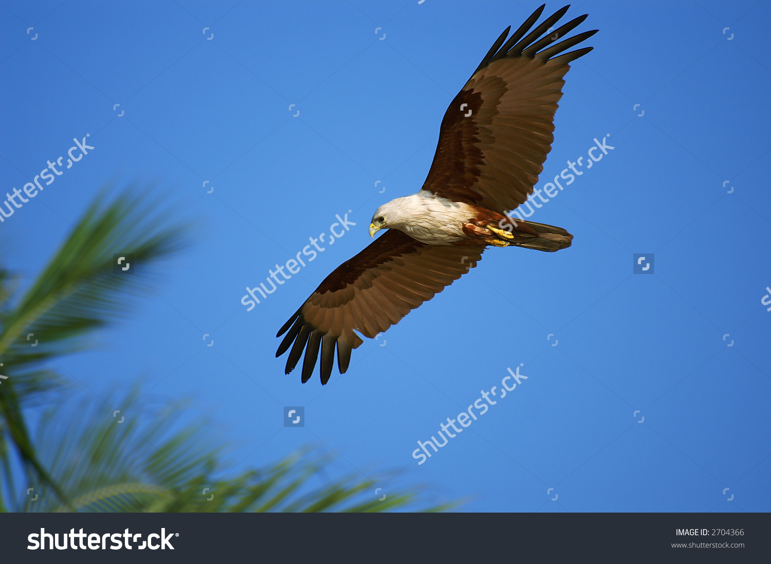 White-bellied Sea Eagle clipart #9, Download drawings