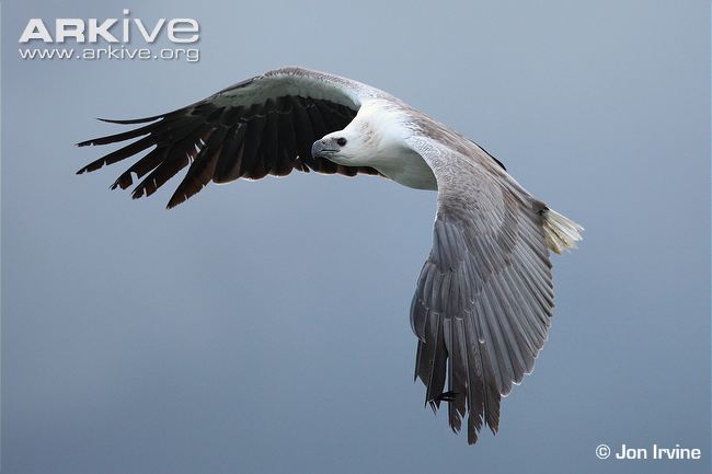White-bellied Sea Eagle coloring #14, Download drawings