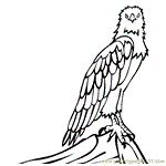 White-bellied Sea Eagle coloring #16, Download drawings
