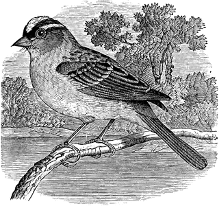 White-crowned Sparrow clipart #7, Download drawings