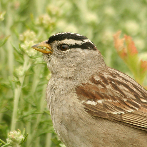 White-crowned Sparrow coloring #18, Download drawings