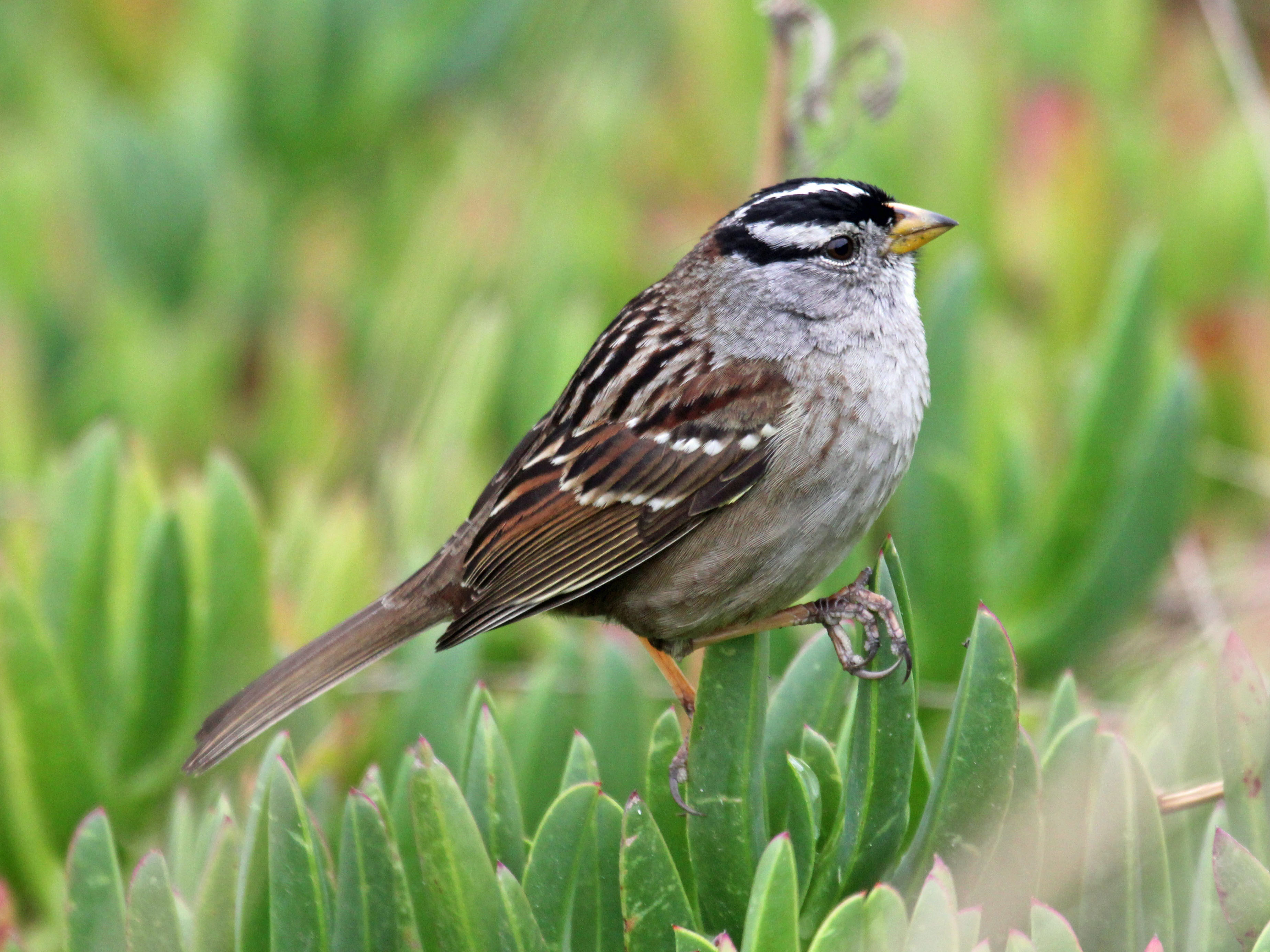 White-crowned Sparrow coloring #2, Download drawings