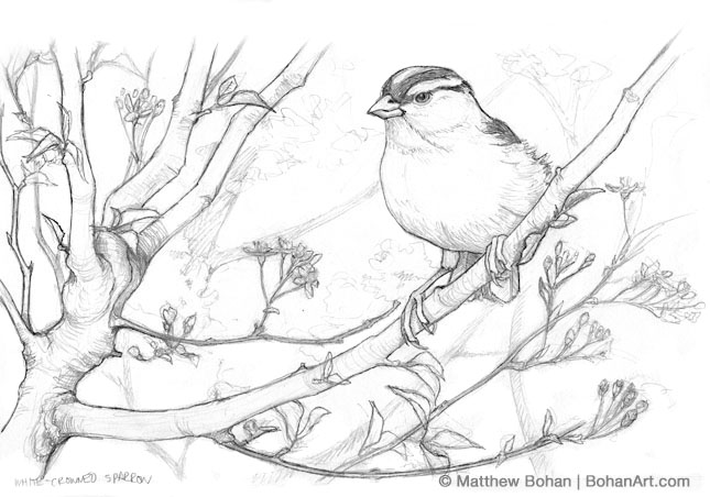 White-crowned Sparrow coloring #3, Download drawings