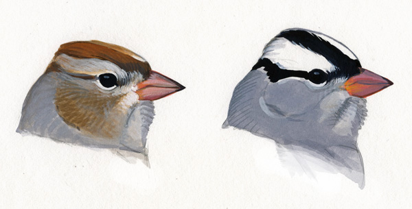 White-crowned Sparrow coloring #6, Download drawings