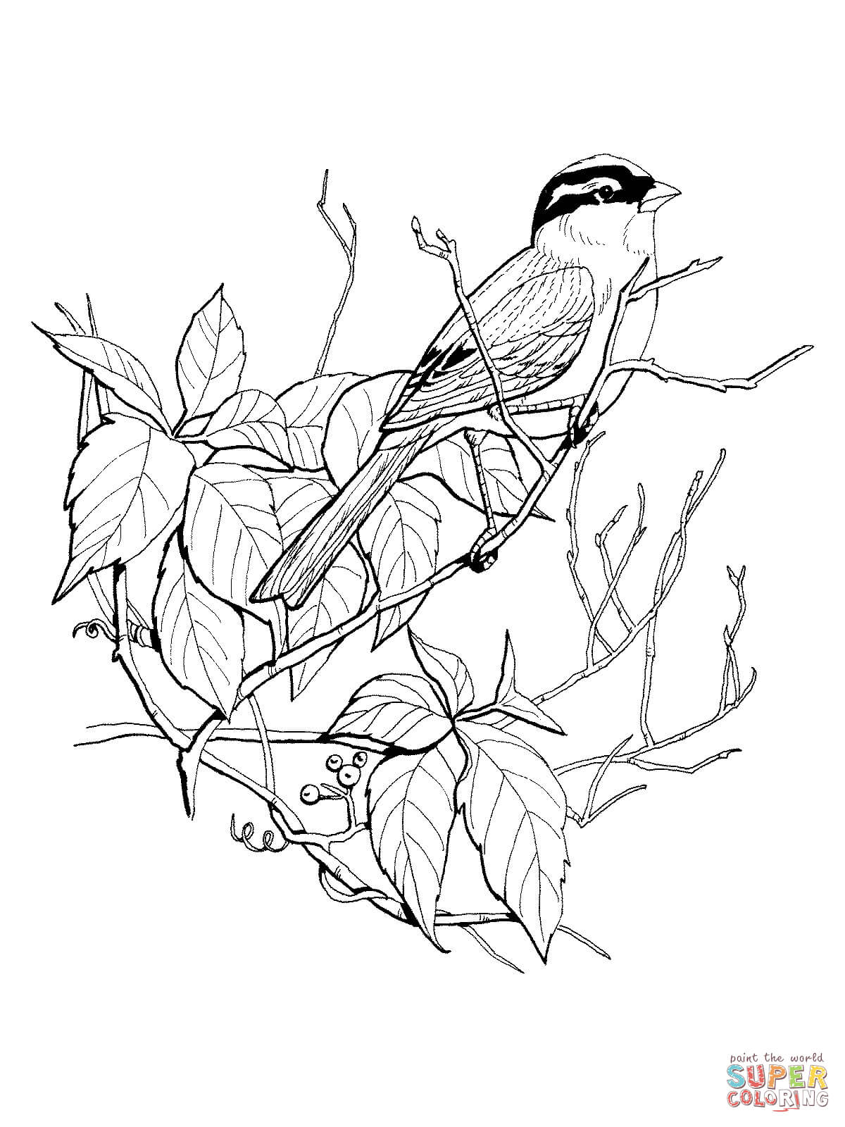 White-crowned Sparrow coloring #5, Download drawings