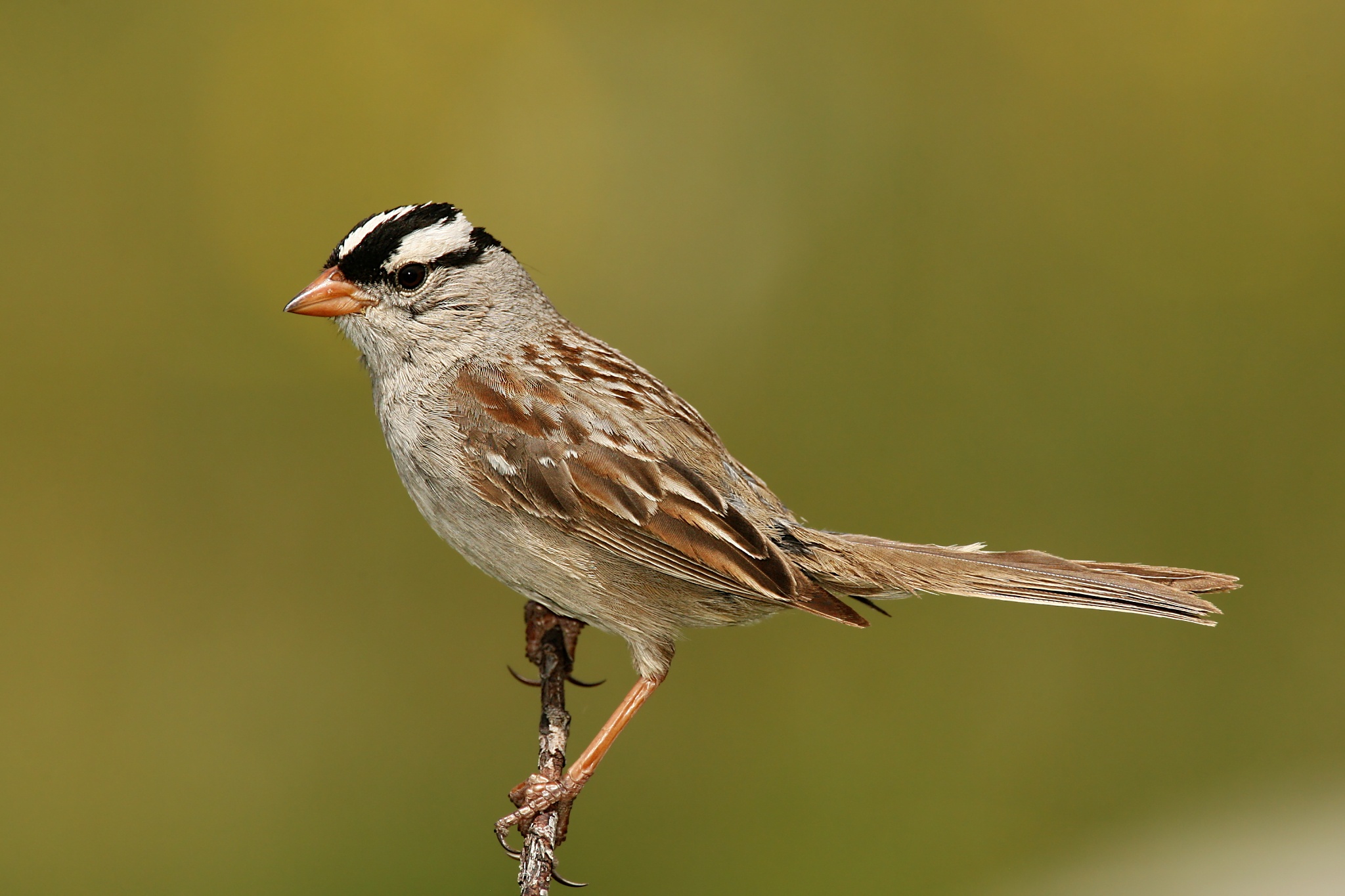 White-crowned Sparrow svg #17, Download drawings