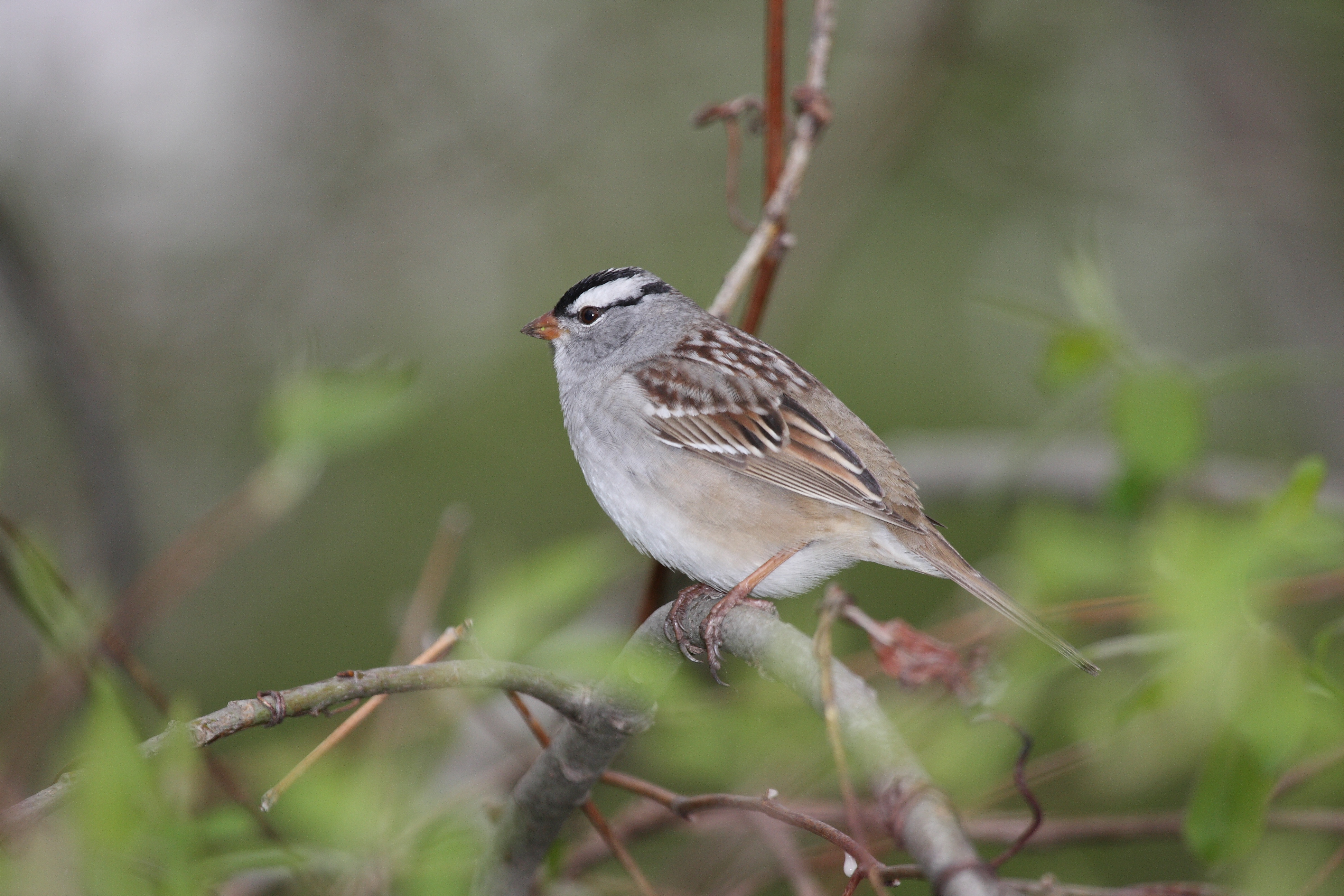 White-crowned Sparrow svg #10, Download drawings