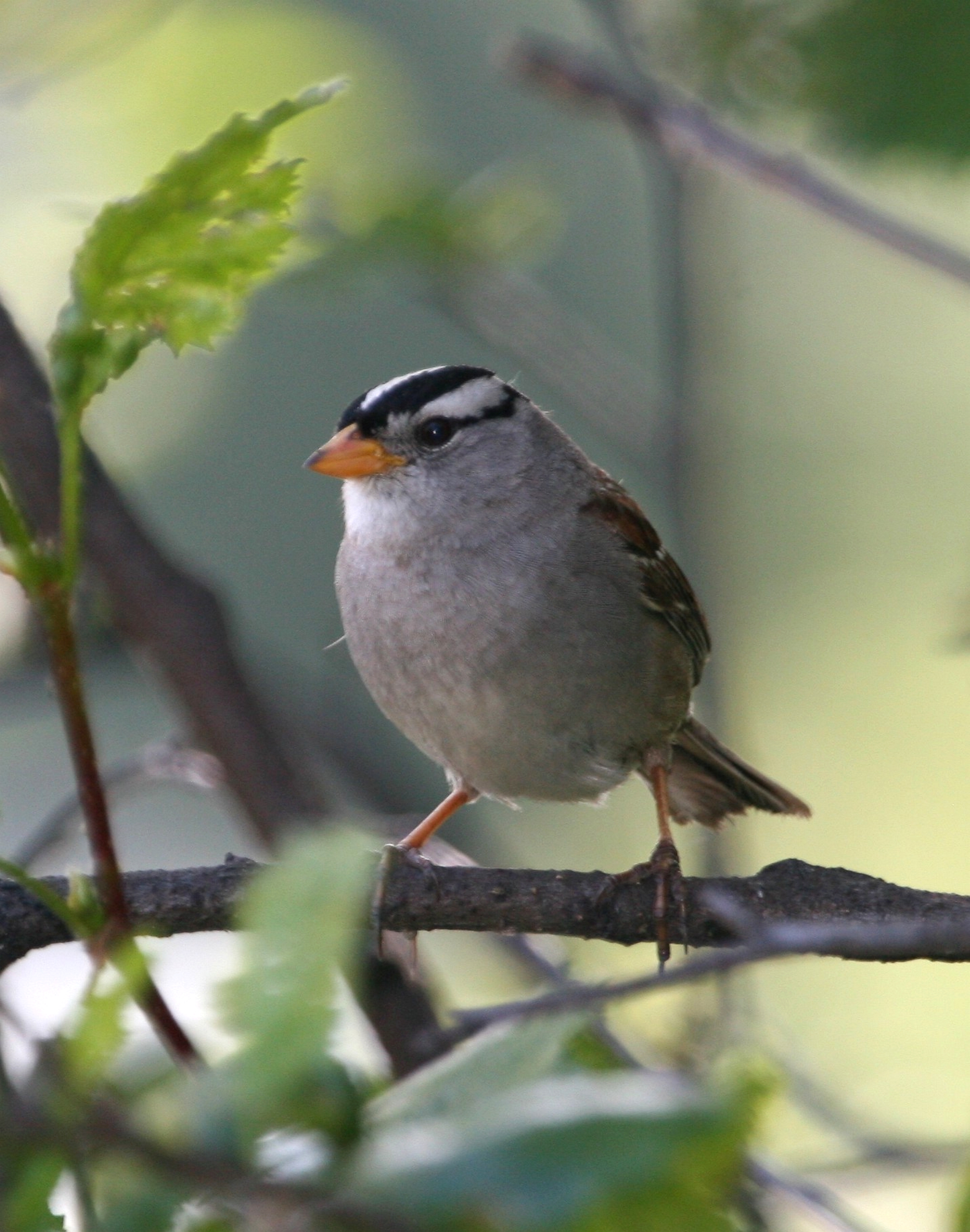 White-crowned Sparrow svg #1, Download drawings