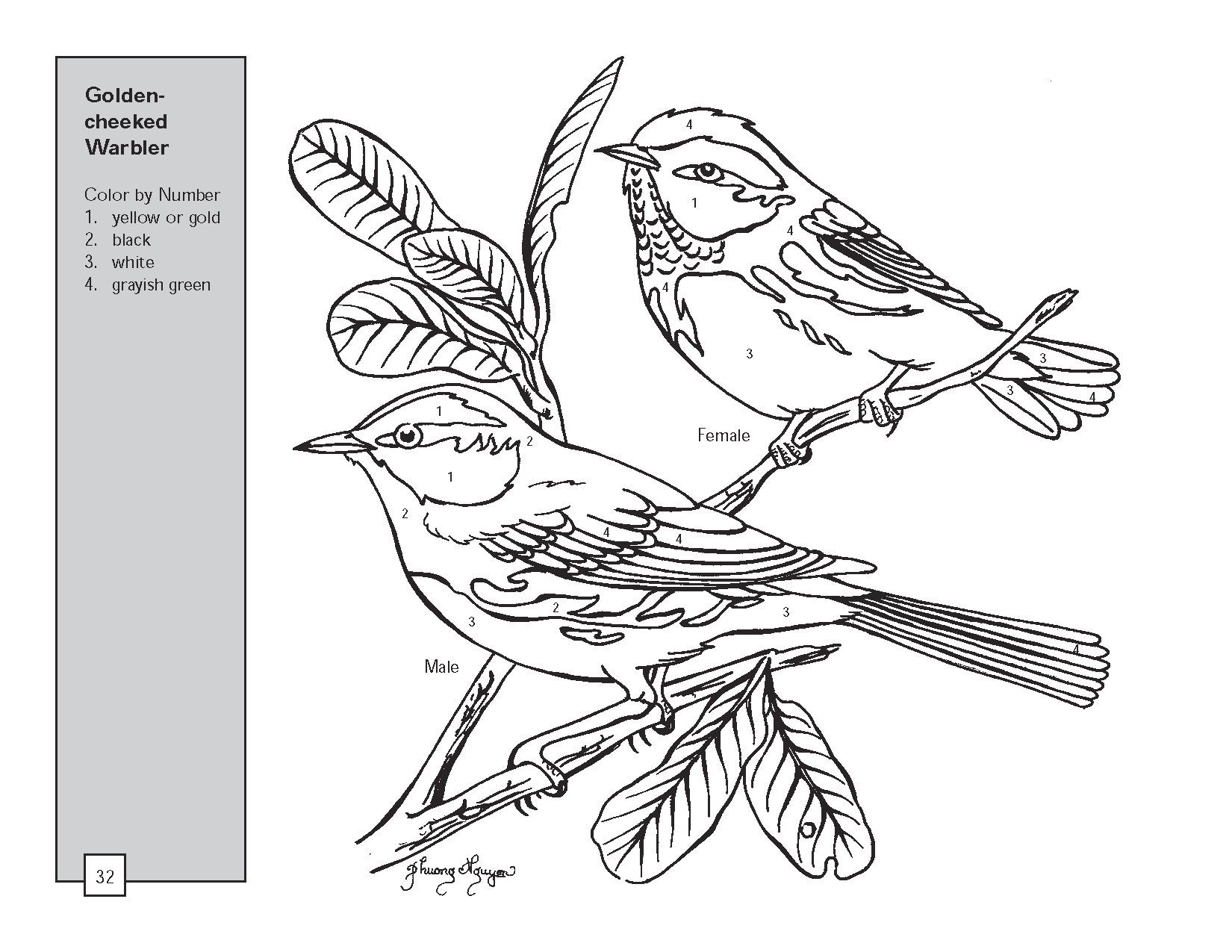 White-eared Warbler coloring #2, Download drawings