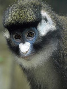 White-faced Guenon clipart #10, Download drawings