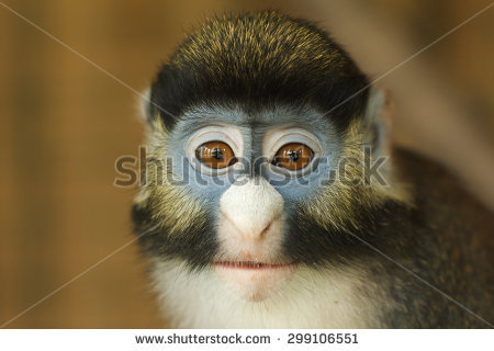 White-faced Guenon clipart #2, Download drawings