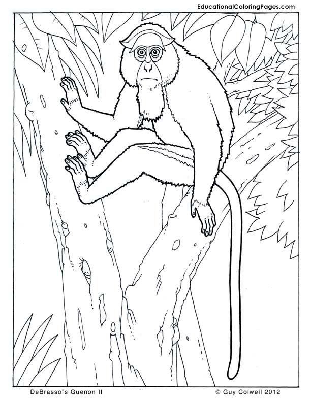 White-faced Guenon coloring #16, Download drawings
