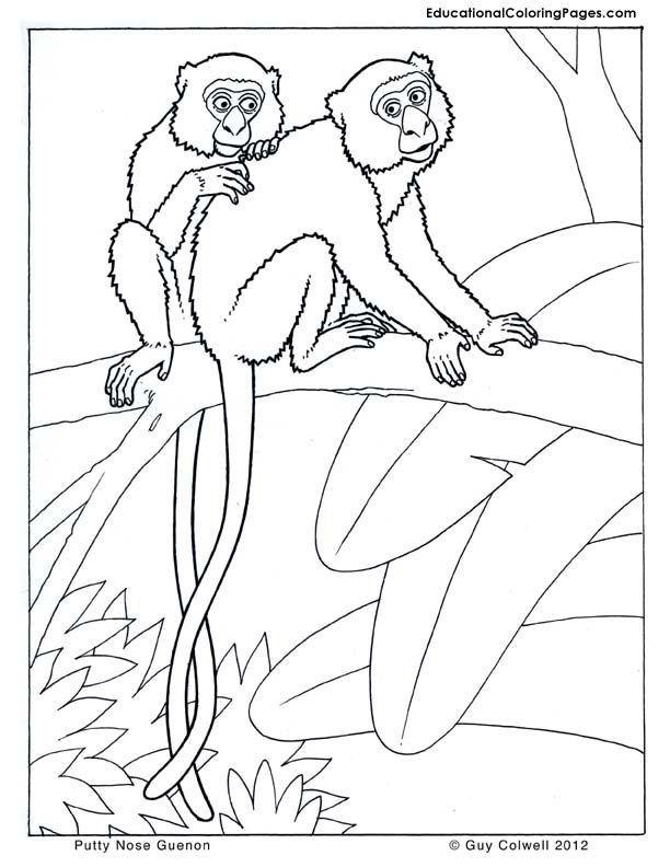 White-faced Guenon coloring #6, Download drawings