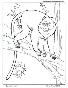White-faced Guenon coloring #1, Download drawings