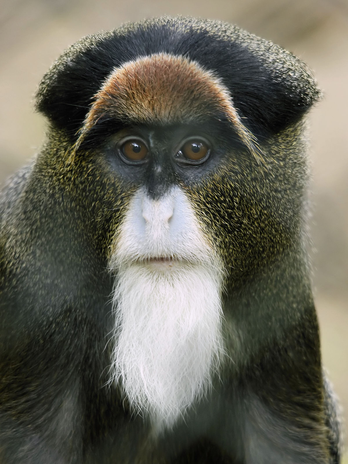 White-faced Guenon svg #14, Download drawings