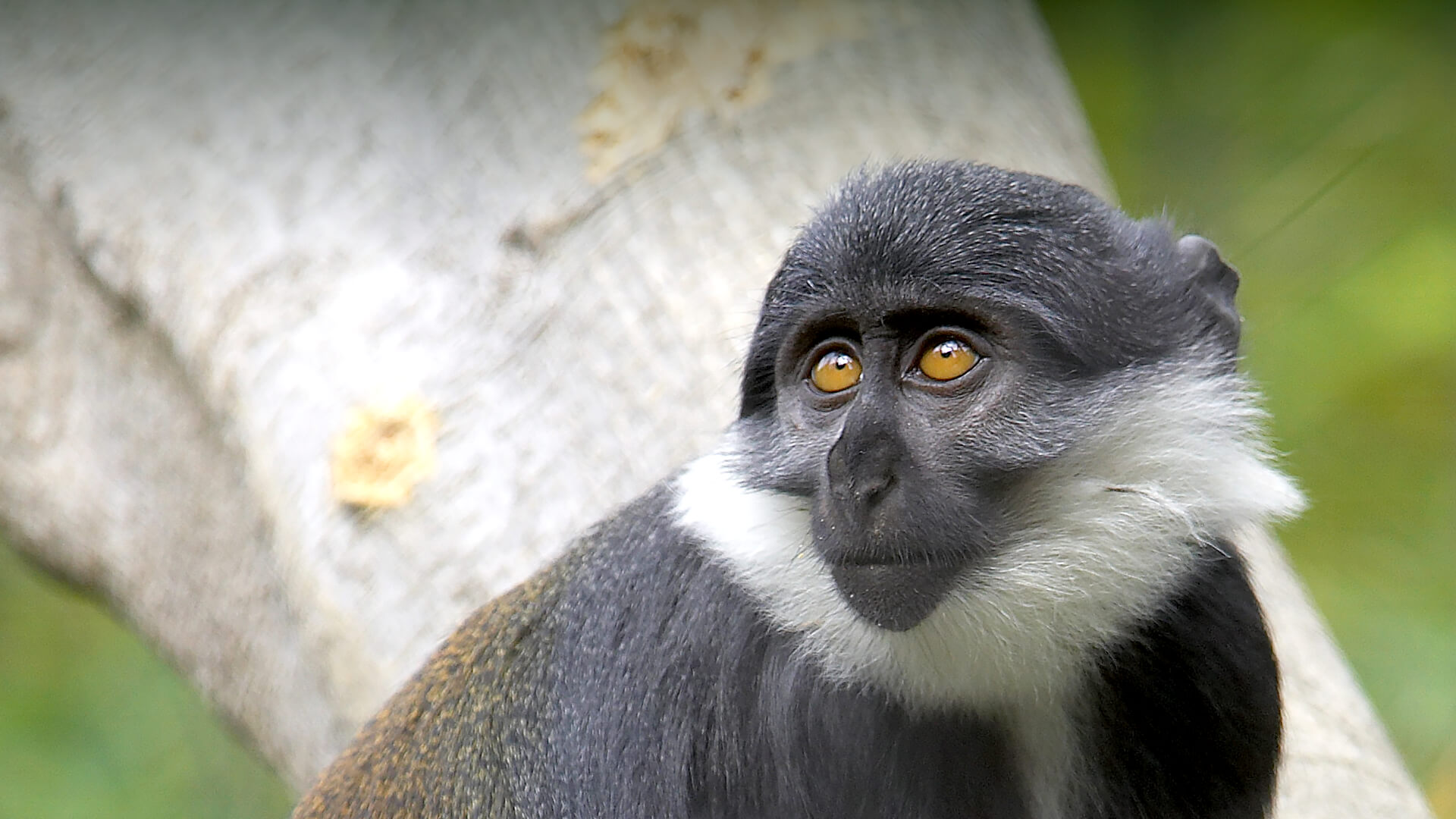 White-faced Guenon svg #1, Download drawings