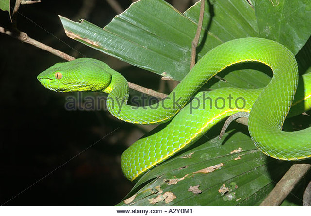 White-lipped Pit Viper coloring #13, Download drawings
