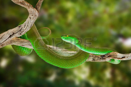 White-lipped Pit Viper coloring #16, Download drawings