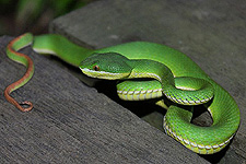 White-lipped Pit Viper coloring #11, Download drawings