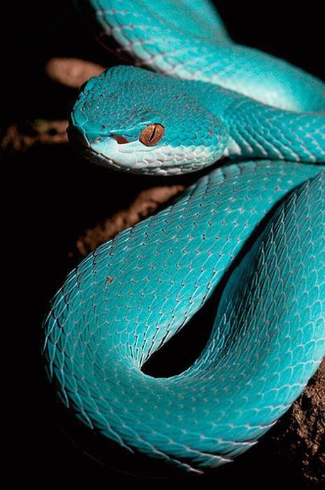 White-lipped Pit Viper coloring #8, Download drawings