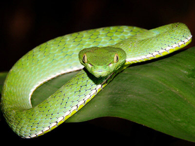 White-lipped Pit Viper coloring #14, Download drawings